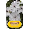 Plačiažiedė raganė - Clematis patens WHITE PEARL
