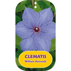 Plačiažiedė raganė - Clematis patens WILLIAM KENNETT