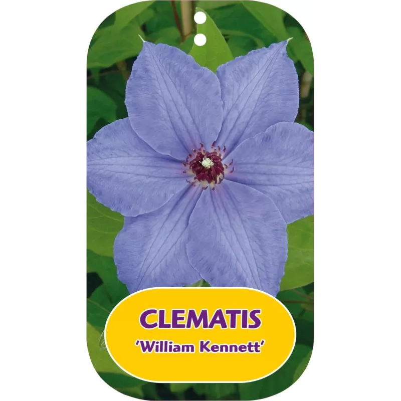 Clematis patens WILLIAM KENNETT