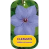 Clematis patens WILLIAM KENNETT