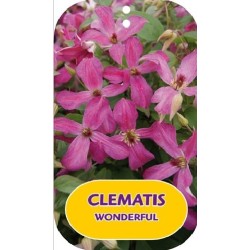 Mėlynžiedė raganė - Clematis viticella WONDERFUL