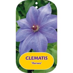 Plačiažiedė raganė - Clematis patens XERXES