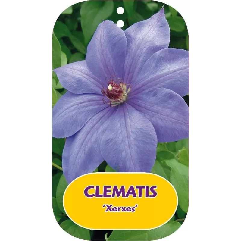 Plačiažiedė raganė - Clematis patens XERXES