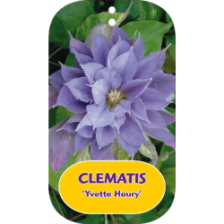 Plačiažiedė raganė - Clematis patens YVETTE HOURY