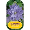 Plačiažiedė raganė - Clematis patens YVETTE HOURY
