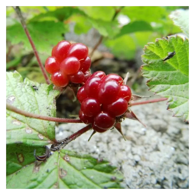 Šiaurinė katuogė (arktinė avietė) - Rubus arcticus TARJA