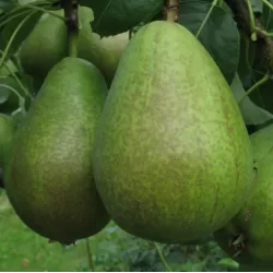 Pear - Pyrus communis INGRID