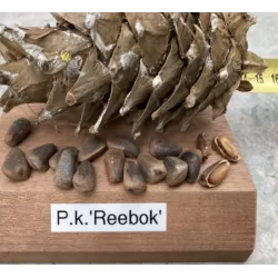 Korėjinė pušis - Pinus koraiensis REEBOK