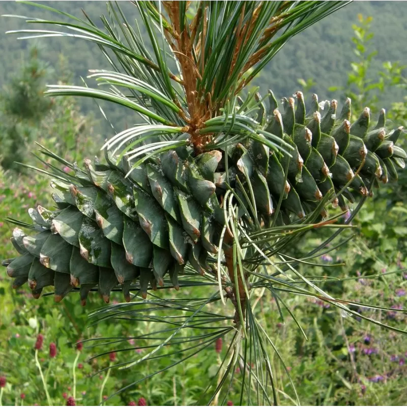 Kedrinė pušis GLAUCA - Pinus cembra 'Glauca' P14 15-20 CM