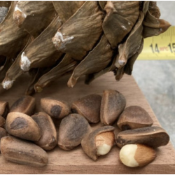 Kedrinė pušis GLAUCA - Pinus cembra 'Glauca' P14 15-20 CM