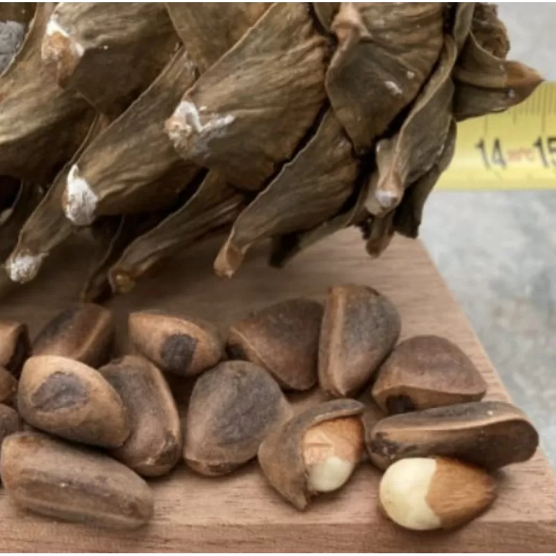 Kedrinė pušis GLAUCA - Pinus cembra 'Glauca' P14 15-20 CM