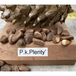 Korėjinė pušis - Pinus koraiensis PLENTY