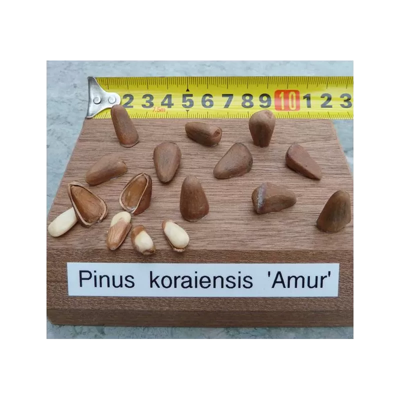Korėjinė pušis - Pinus koraiensis AMUR