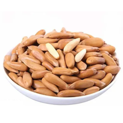 Pakistaninė pušis - Pinus gerardiana J.R.-1