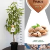 Tikrasis migdolas - Prunus amygdalus DULCIS
