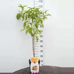 Prunus persica nucipersica VENUS