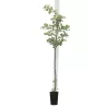 Japoninė slyva (žemaūgė, koloninė) - Prunus salicina BLACK AMBER P12x12x19/C2 30CM