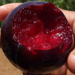 Slyvų sodinukai internetu su pristatymu į namus