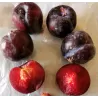 Prunus salicina BLACK SPLENDOR