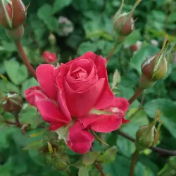 Rosa Alexander Mc Kenzie