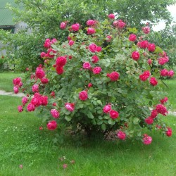 Rožė - Rosa Alexander Mc Kenzie