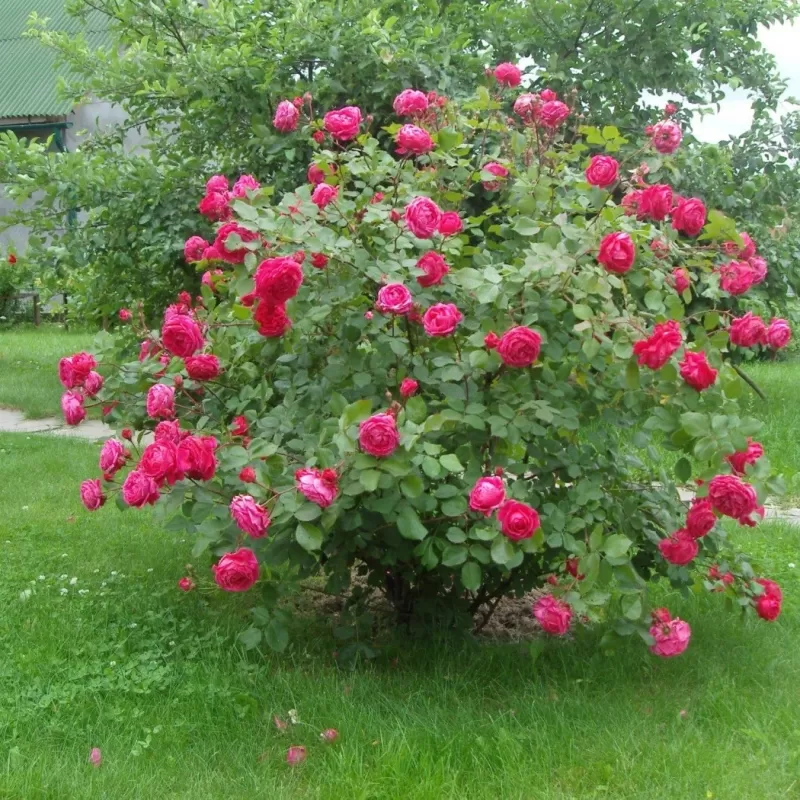 Rosa Alexander Mc Kenzie