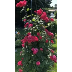 Rosa Alexander Mc Kenzie