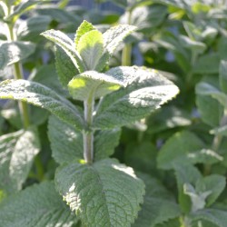 Obuolinė mėta - Mentha suaveolens