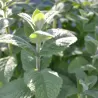 Obuolinė mėta - Mentha suaveolens