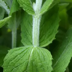 Mentha suaveolens