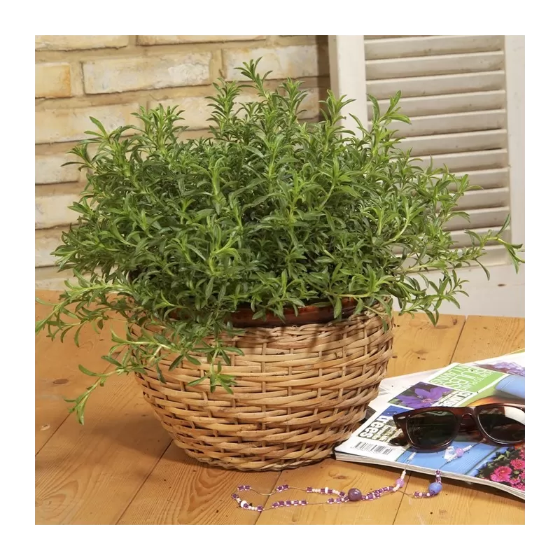 Kalninis dašis - Satureja montana