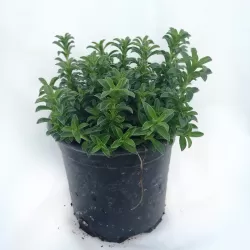 Kalninis dašis - Satureja montana