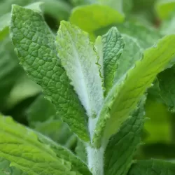 Mentha suaveolens