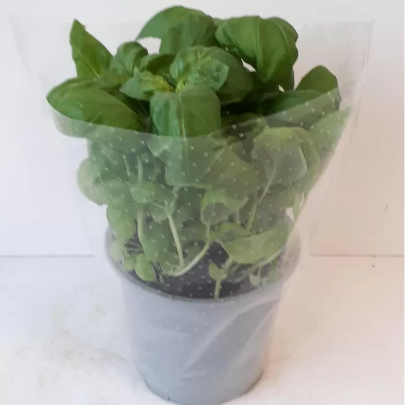 Kvapusis bazilikas - Ocimum basilicum