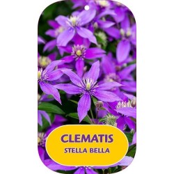 Įvairialapė raganė - Clematis diversifolia STELLA BELLA