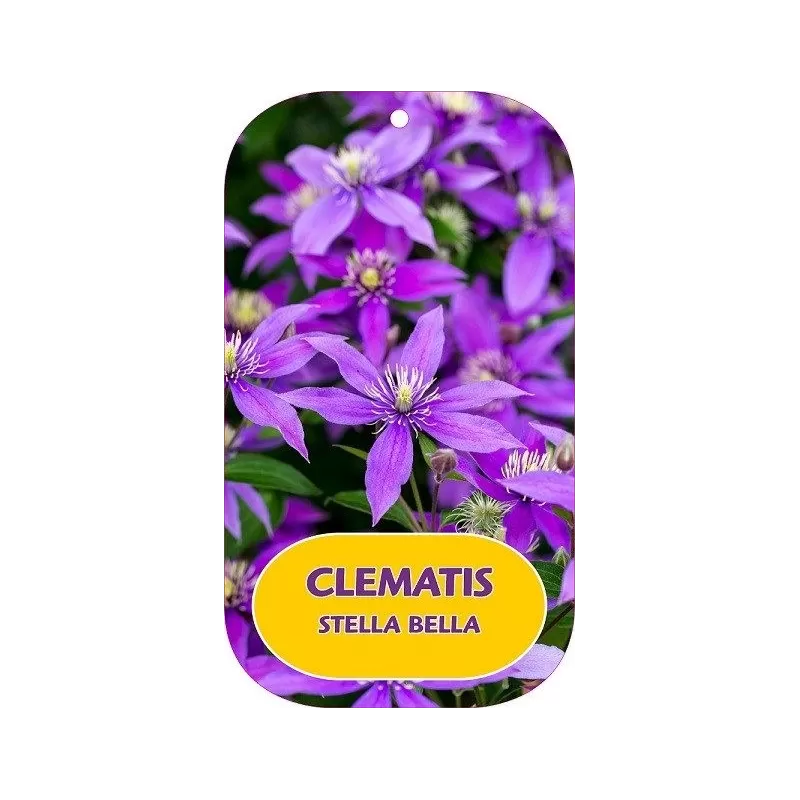 Clematis diversifolia STELLA BELLA