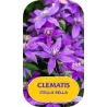 Clematis diversifolia STELLA BELLA