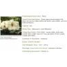Rhododendron mollis HARVEST MOON