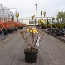 Rhododendron mollis HARVEST MOON