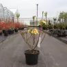 Rhododendron mollis HARVEST MOON