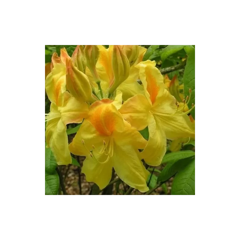 Rhododendron mollis HARVEST MOON