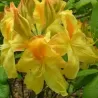 Rhododendron mollis HARVEST MOON