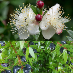 Mirta (smulkialapė forma) - Myrtus communis MICROPHYLLA