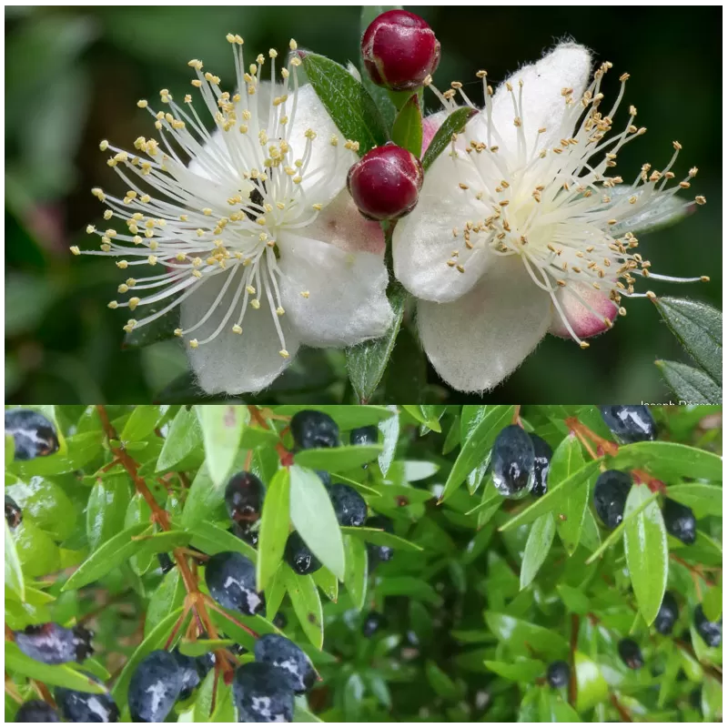 Mirta (smulkialapė forma) - Myrtus communis MICROPHYLLA