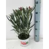 Nerium oleander