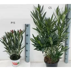 Nerium oleander