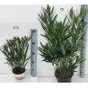Nerium oleander
