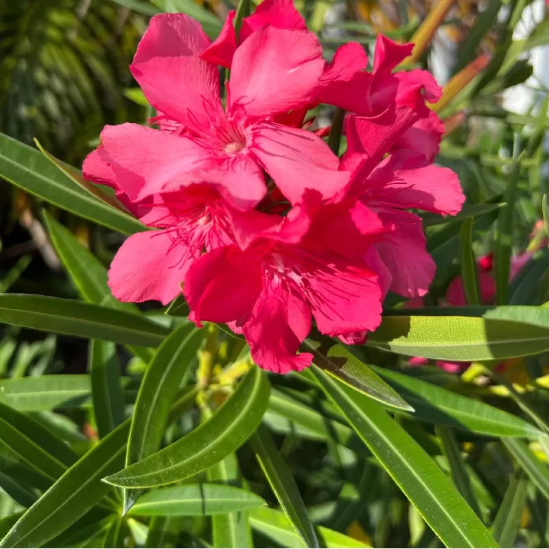 Nerium oleander