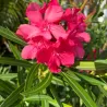 Nerium oleander