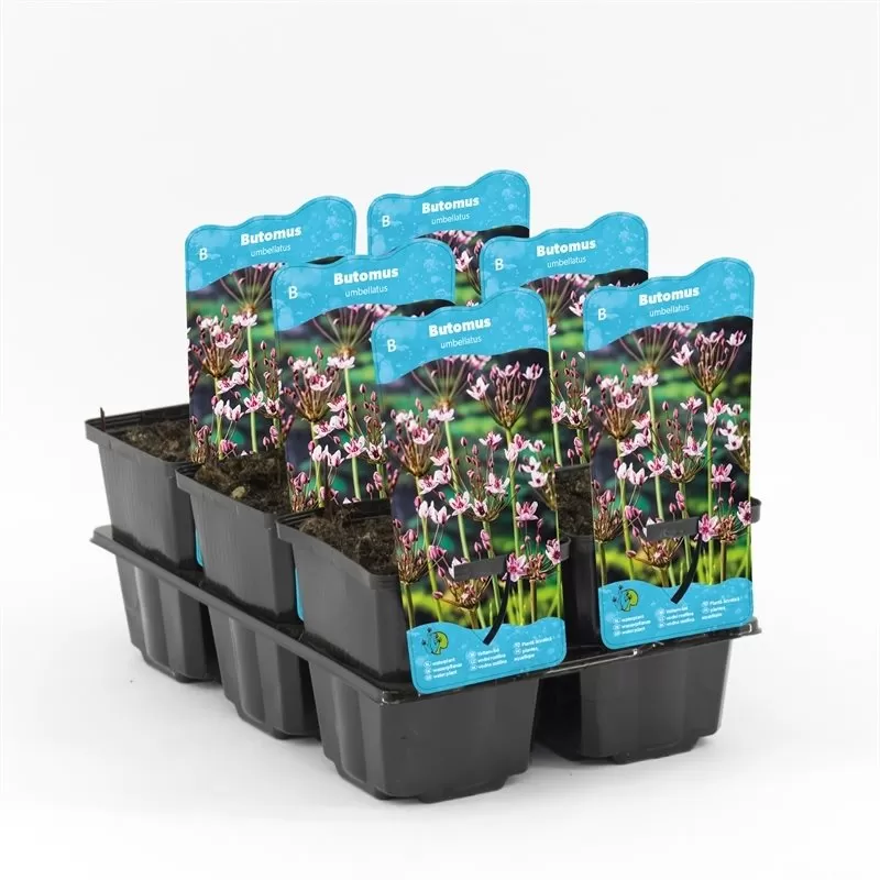 Butomus umballatus P9C0.5